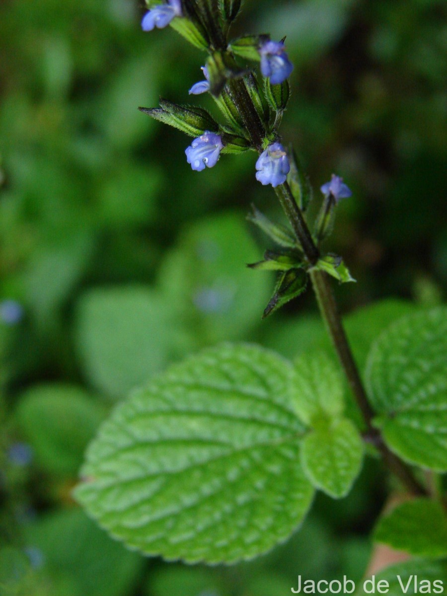 Salvia tiliifolia Vahl